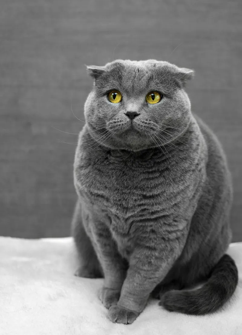 Fig the grey shorthair cat