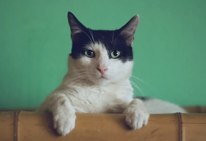 Mochi the tabby cat looking at the camera