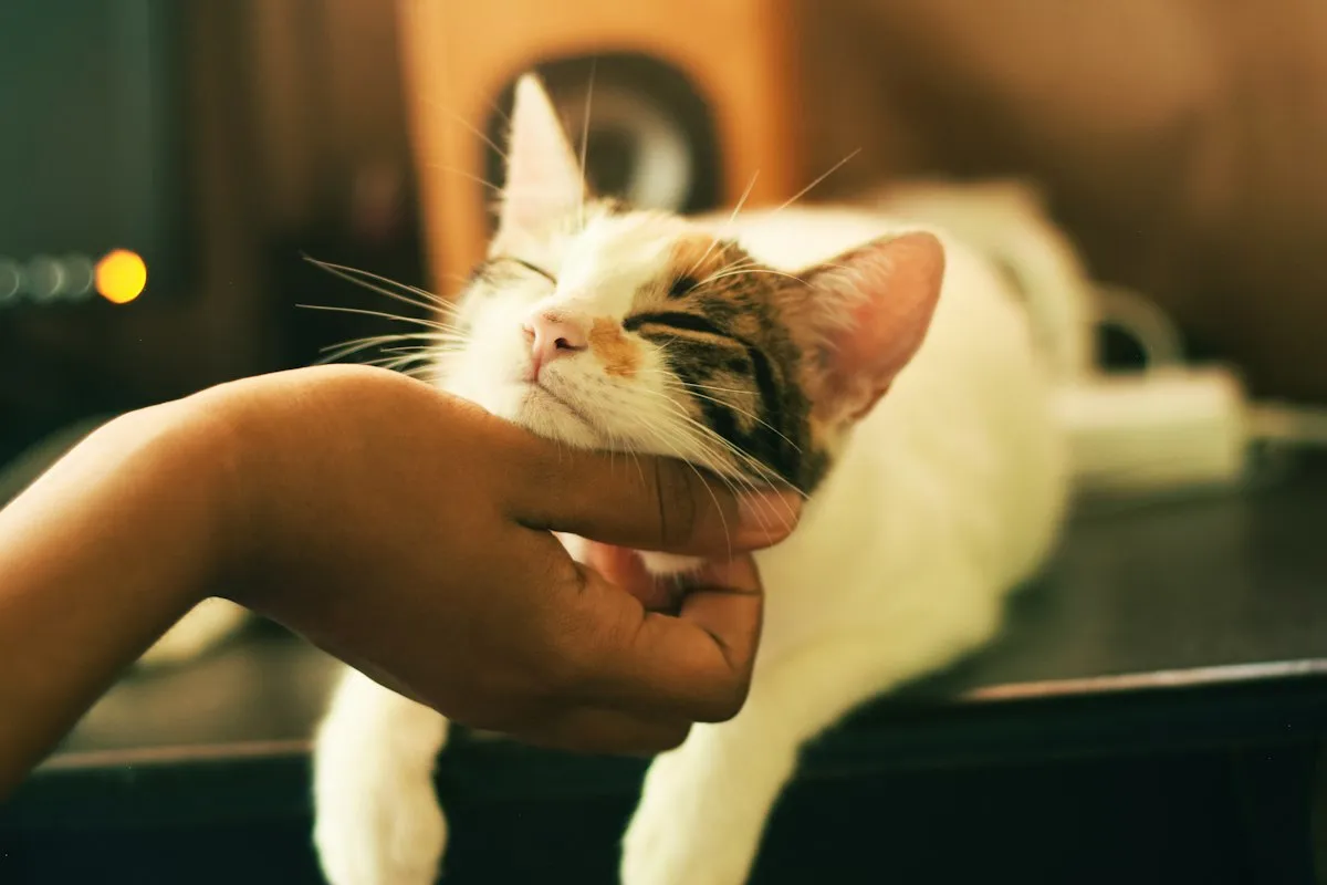 A resident cat peeking out of a cozy hideaway in the lounge